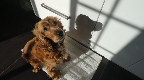 High angle view of dog at home