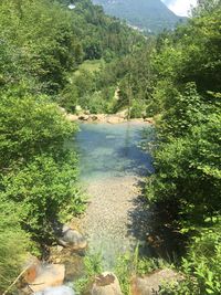 Scenic view of forest