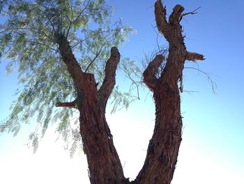 Low angle view of bare tree against clear sky