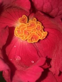 Close-up of red hibiscus flower