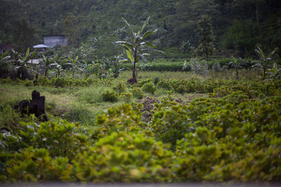 Scenic view of forest