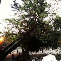 Scenic view of lake by trees against sky