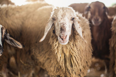 Portrait of sheep