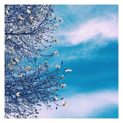 Low angle view of flowers against sky