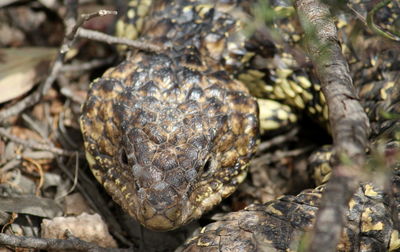 Close-up of crab on tree trunk