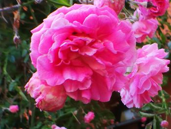 Close-up of pink flowers blooming outdoors