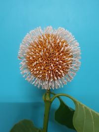 Close-up of flower against blue sky