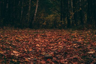Autumn leaves on trees in forest