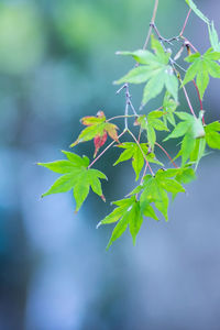 Close-up of leaves on plant