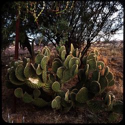 Cactus growing on tree trunk