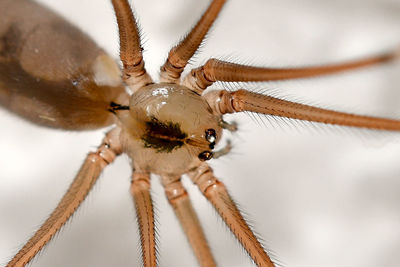 Close-up of insect