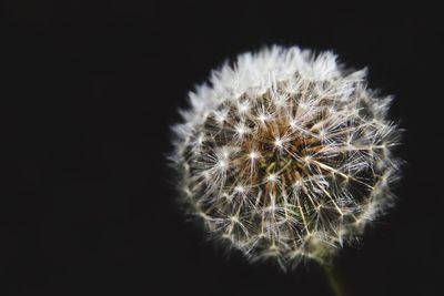 Close-up of dandelion against black background