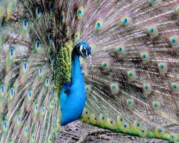 Close-up of peacock