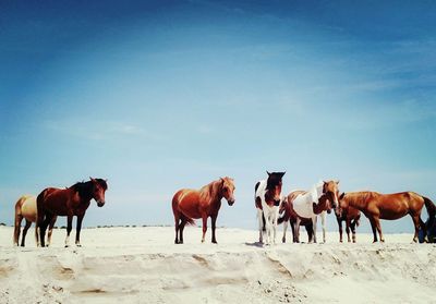 Horses on beach