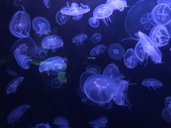 Close-up of jellyfish against blue background