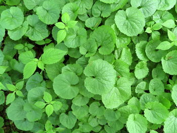 Full frame shot of green leaves