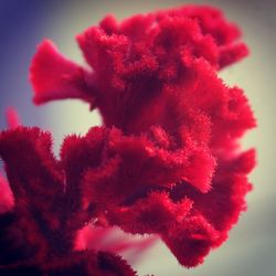 Close-up of red flower against sky