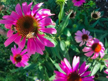 Close-up of pink flower