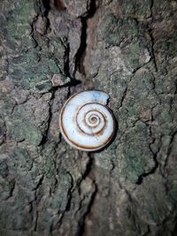 Close-up of snail on tree trunk