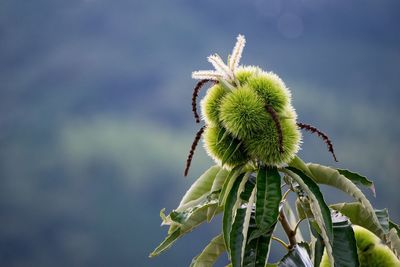 Close-up of chestnut growing on branch