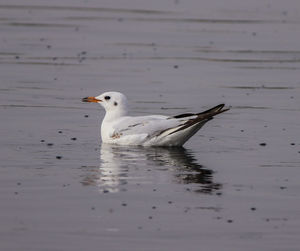 Seagull swimming in lake