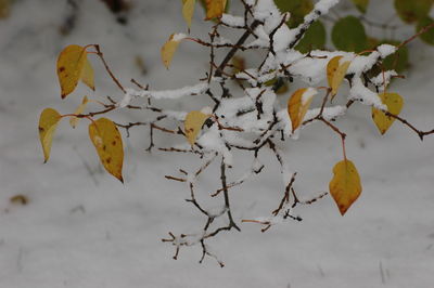 Close-up of leaves on tree during winter