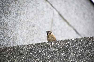 Close-up of a bird on wall