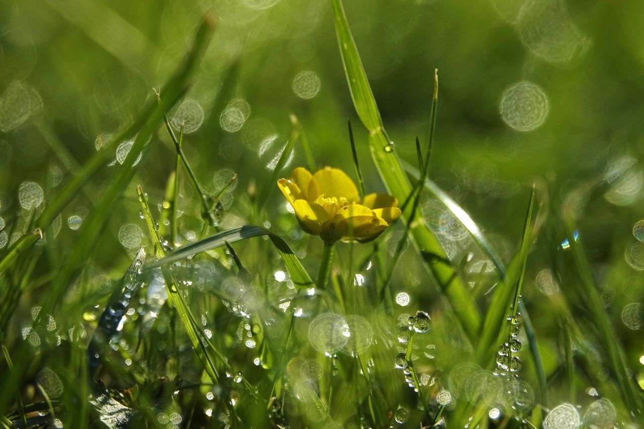 CLOSE-UP OF RAINDROPS ON WET PLANT