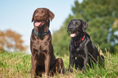 Black dog sitting on field against sky