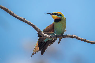 A rainbow bee-eater stretching it's wings