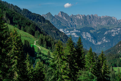 Scenic view of pine trees and mountains against sky