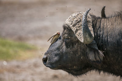 Bird perching on african buffalo