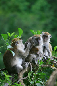 Long tailed monkeys at ngarai sianok, west sumatra