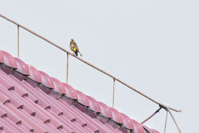 Low angle view of bird perching on roof against sky