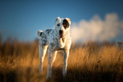 Dog running in field