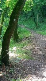 Trees growing on field in forest