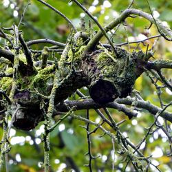 Close-up of bird perching on tree