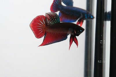 Close-up of fish swimming in glass