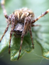 Close-up of spider on leaf