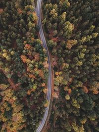 High angle view of road amidst trees in forest