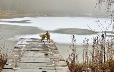 Dog standing on wooden pier in lake during winter