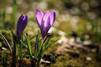 Close-up of purple crocus blooming outdoors