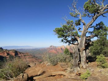 Trees on landscape against clear blue sky