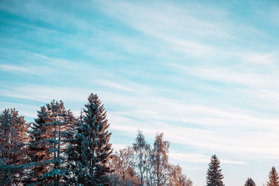 Low angle view of trees against sky during winter