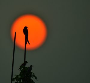 Close-up of silhouette plant against sky during sunset