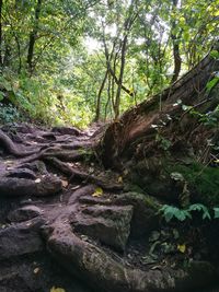 Stream flowing through forest