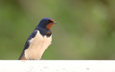 Close-up of bird perching outdoors