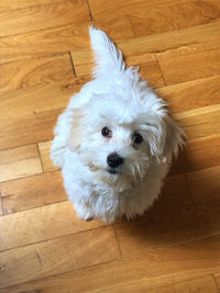 Portrait of white dog on hardwood floor