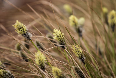 A beautiful cotton grass in a swamp in early spring