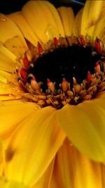 Extreme close up of flower